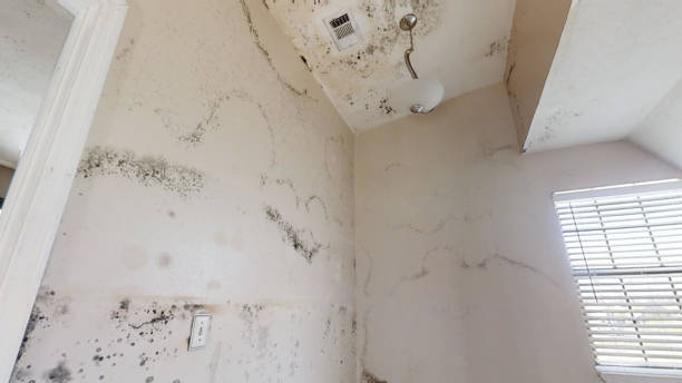Best Emergency Mold Remediation  in Stafford Springs, CT